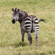 Zebra Arusha National Park 100.JPG