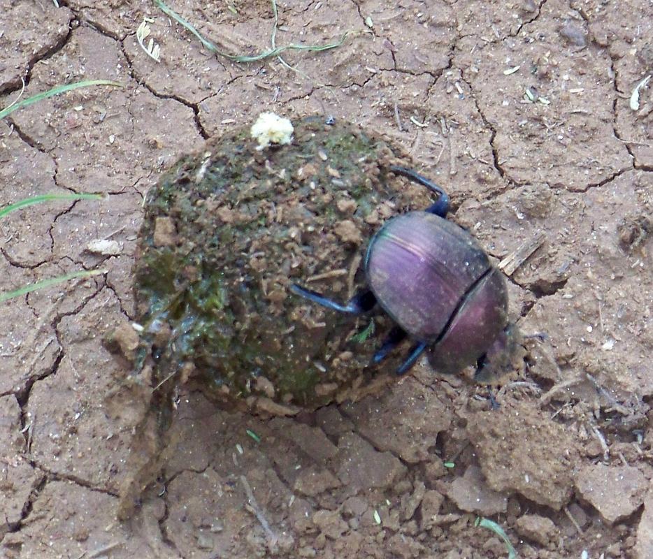 Dung beetle 115