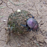 Dung beetle 115.JPG