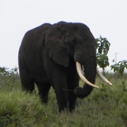 Elephant Ngorongoro 102.JPG
