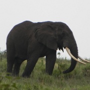 Elephant Ngorongoro 110.JPG