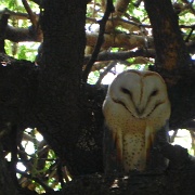 Owl, Ngorongoro 505.JPG