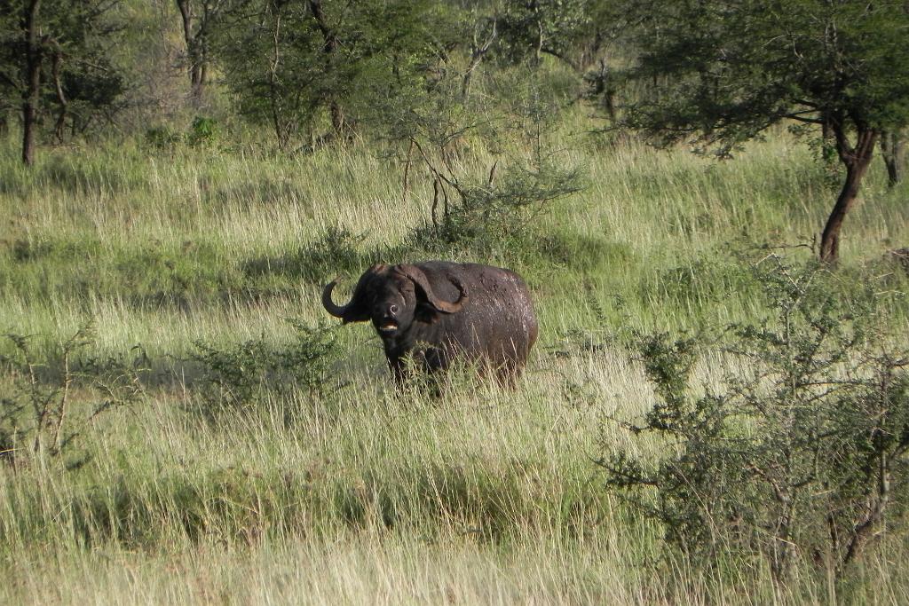 Cape buffalo, Serengeti, Tanzania  0115