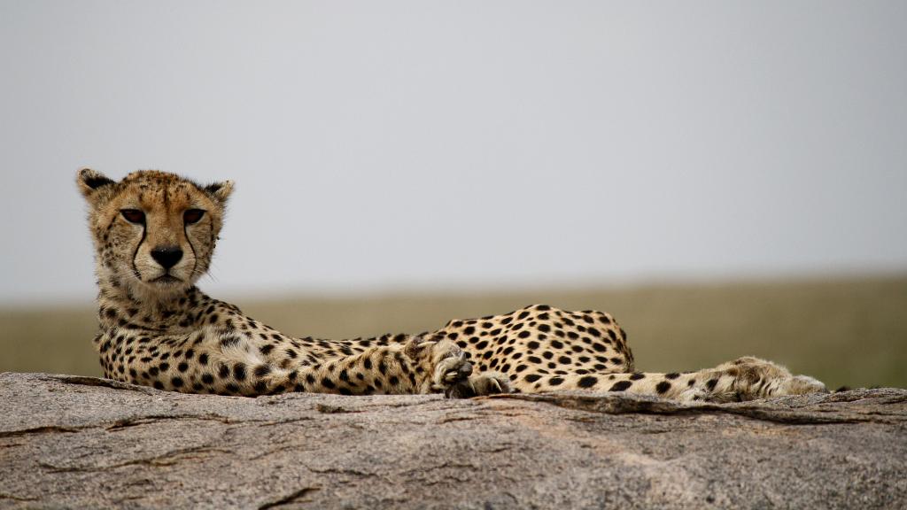 Cheetah, Serengeti, Tanzania 0247