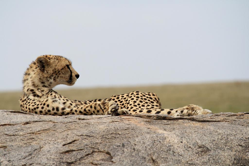 Cheetah, Serengeti, Tanzania 0249