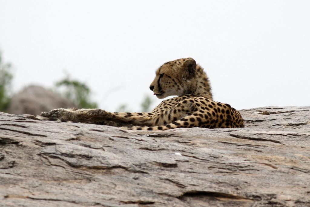 Cheetah, Serengeti, Tanzania 0257