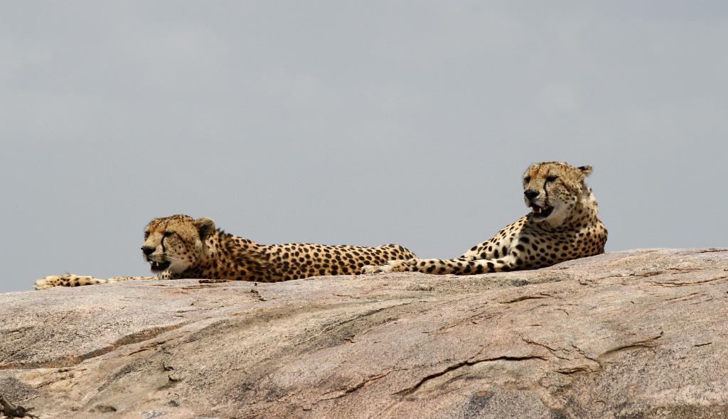 Cheetah, Serengeti, Tanzania 0261
