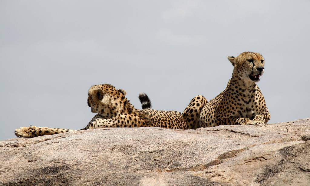 Cheetah, Serengeti, Tanzania 0263