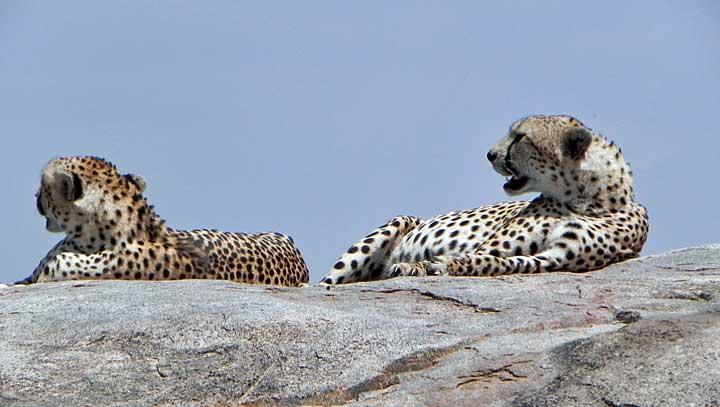 Cheetah, Serengeti, Tanzania 0271