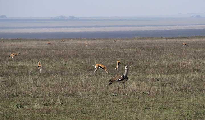 Cory bustard, Serengeti, Tanzania 0367