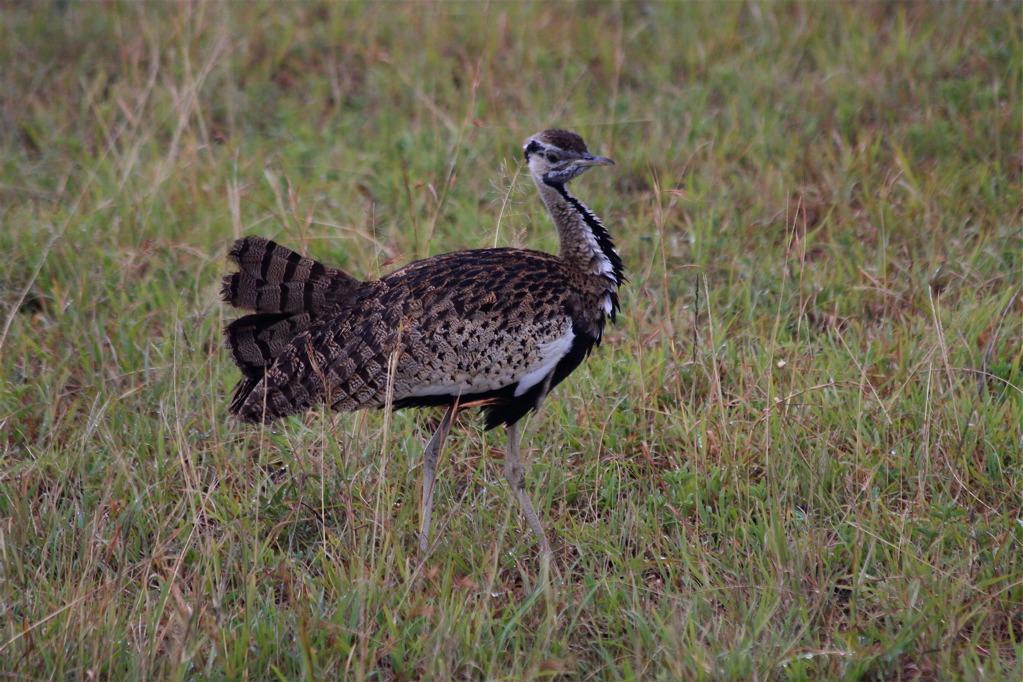 Cory bustard, Serengeti, Tanzania 0369