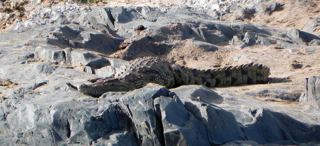 Crocodile, Serengeti, Tanzania 0157