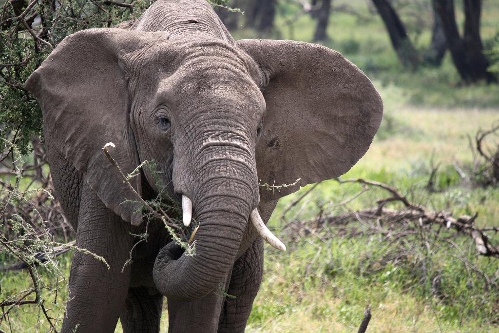 Elephant, Nabi Gate, Serengeti 0019