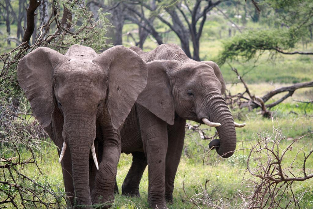 Elephant, Nabi Gate, Serengeti 0021