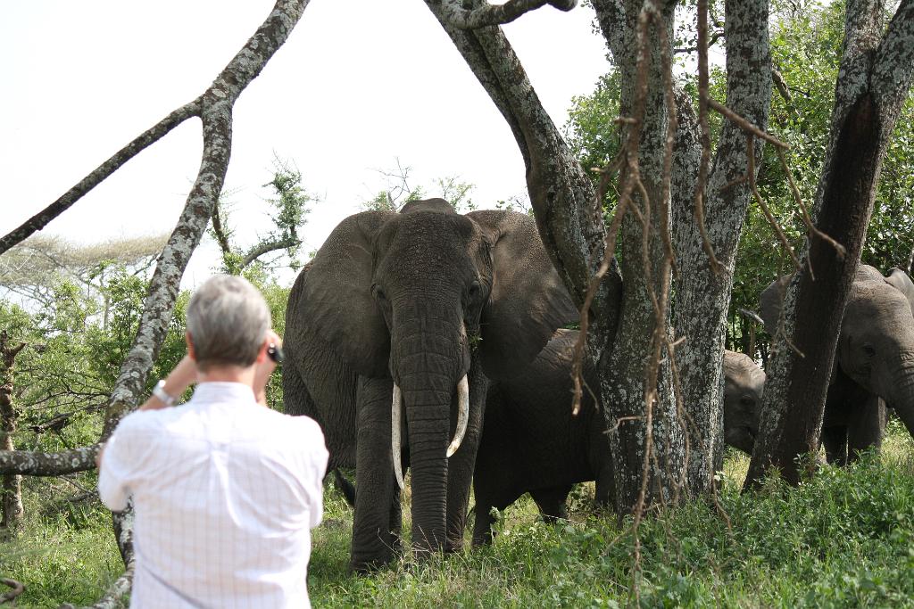 Elephant, Nabi Gate, Serengeti 0023