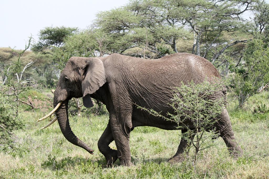 Elephant, Nabi Gate, Serengeti 0025