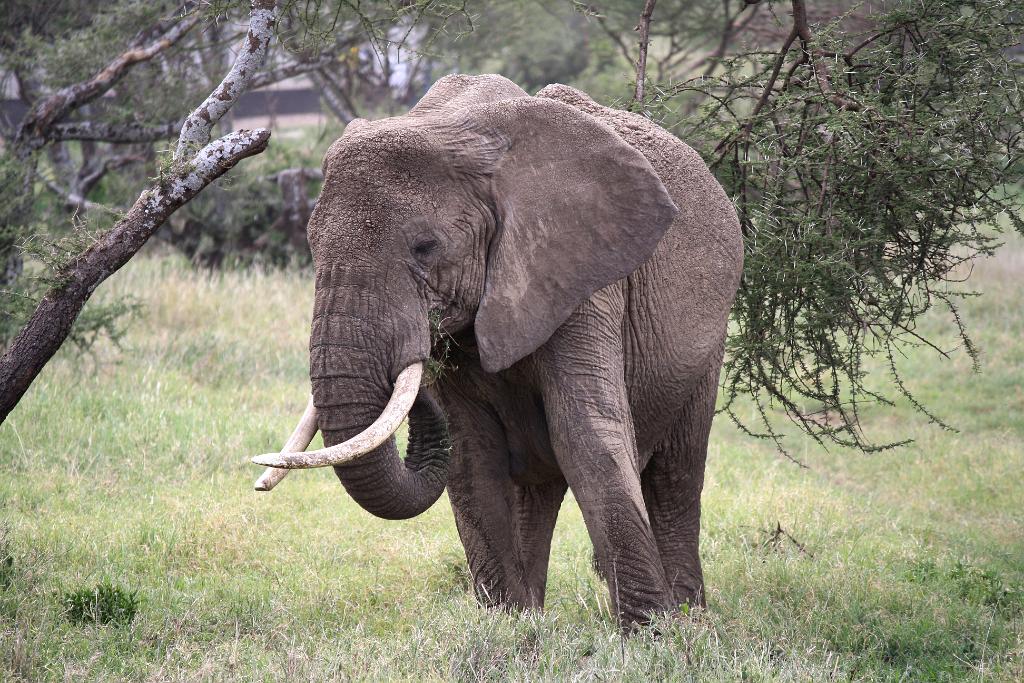 Elephant, Nabi Gate, Serengeti 0295