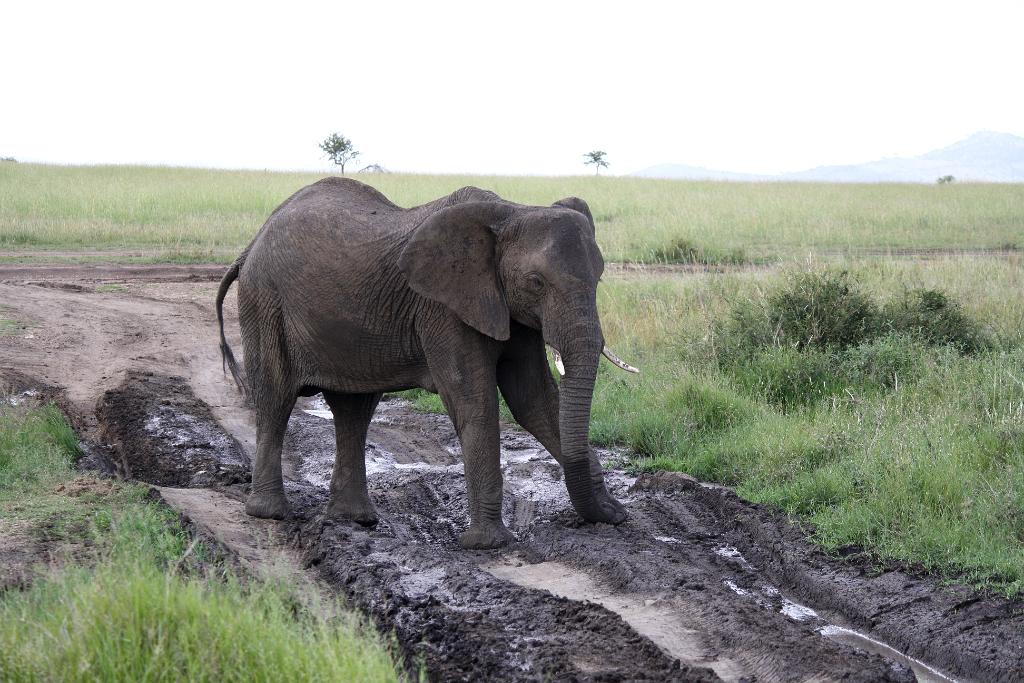 Elephant, Serengeti 0297