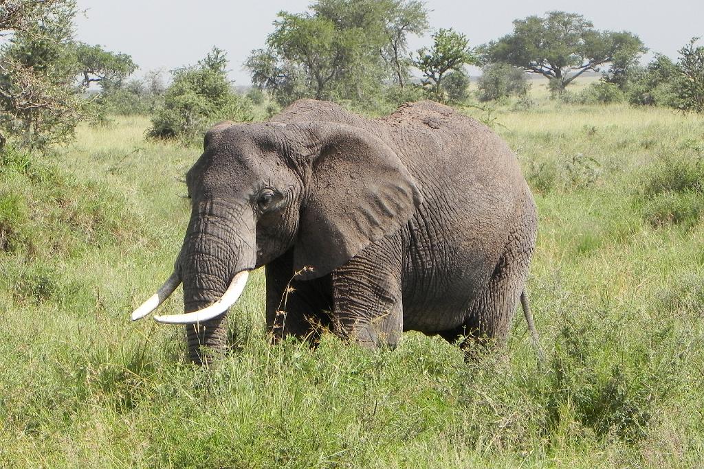 Elephant, Serengeti, Tanzania 0305