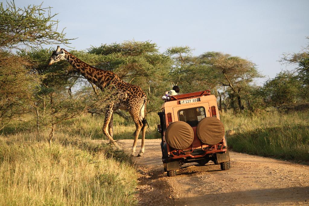 Giraffe, Serengeti, Tanzania 0171
