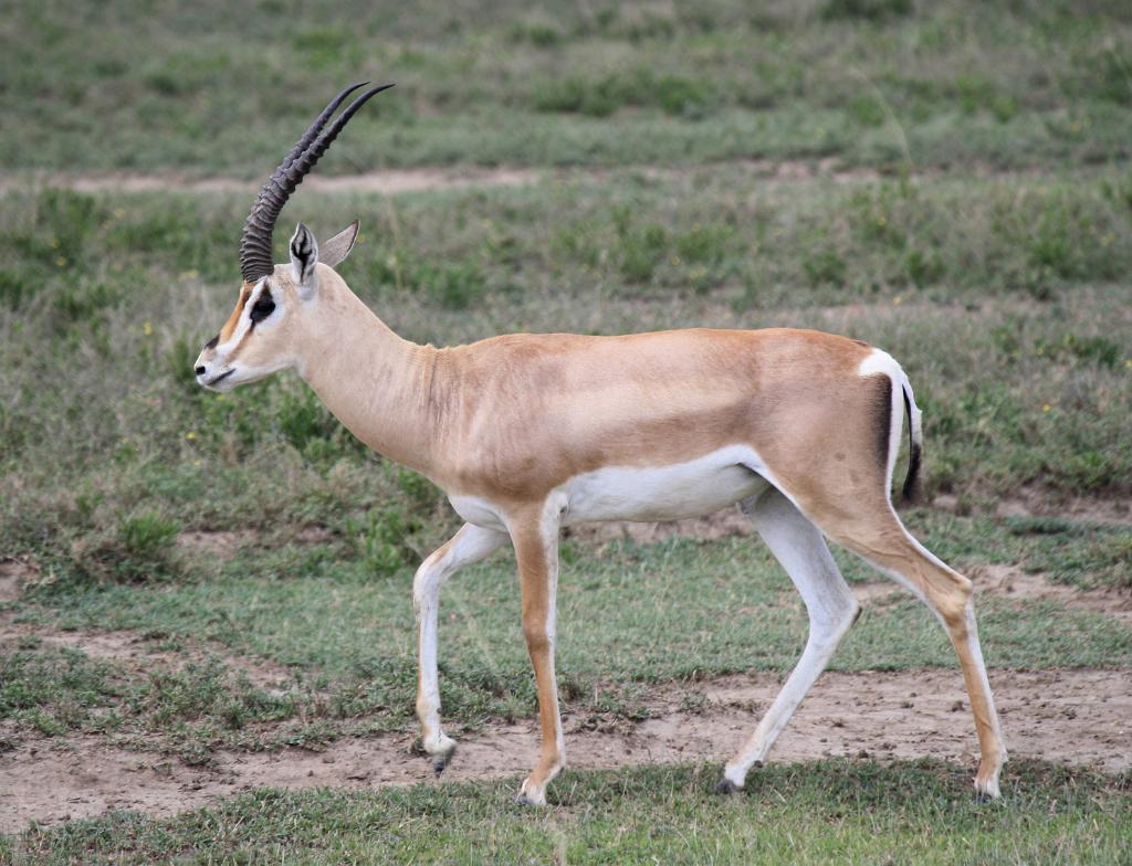 Grants gazelle, Serengeti, Tanzania 0195