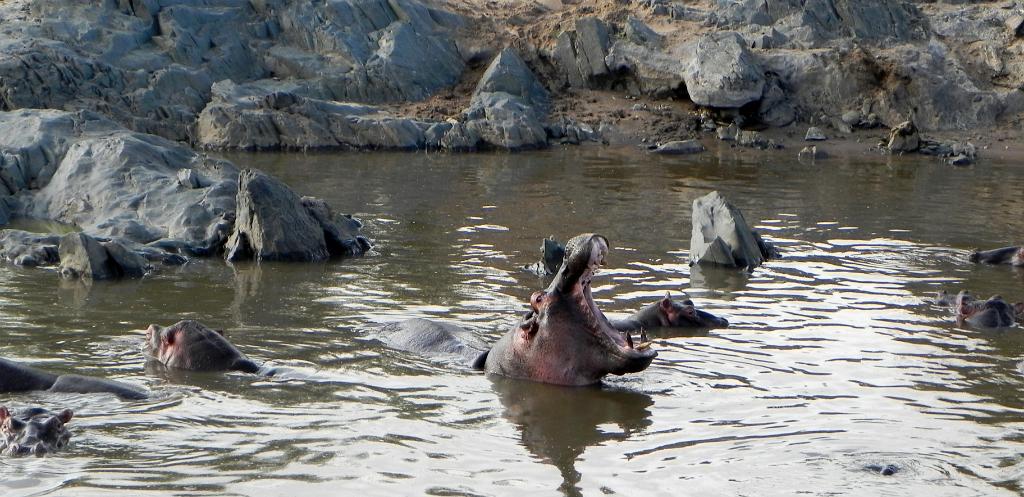 Hippo pool, Serengeti, Tanzania 0153