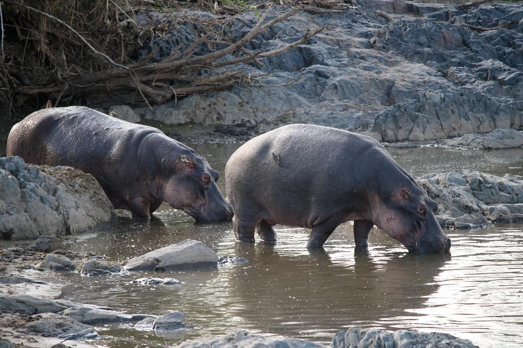 Hippo pool, Serengeti, Tanzania 0155