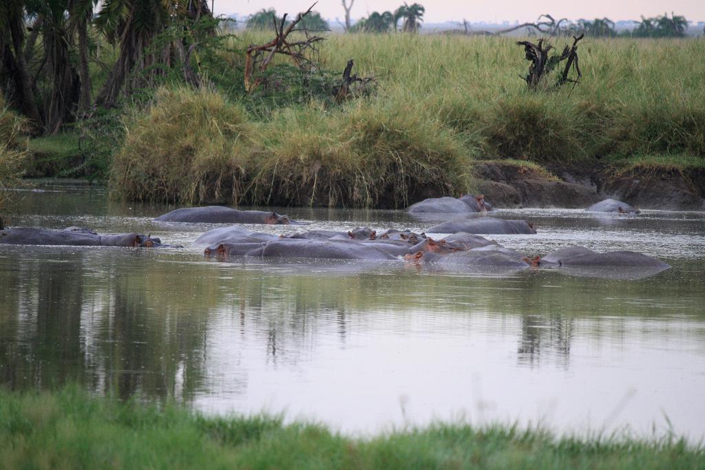 Hippos, Serengeti, Tanzania 0111