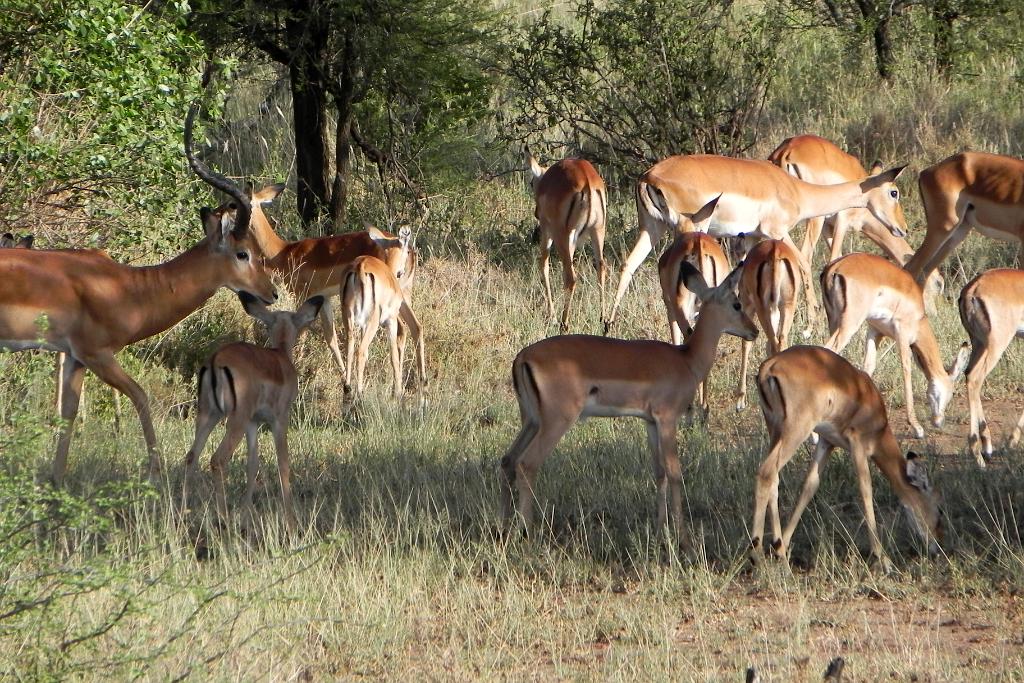 Impala, Serengeti, Tanzania 0159