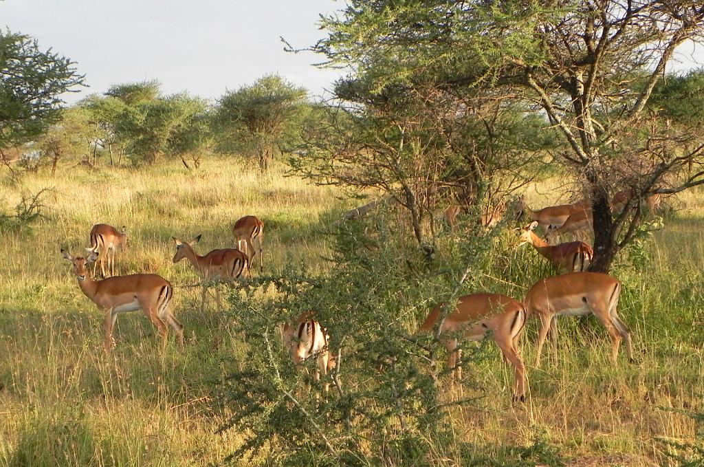 Impala, Serengeti, Tanzania 0161
