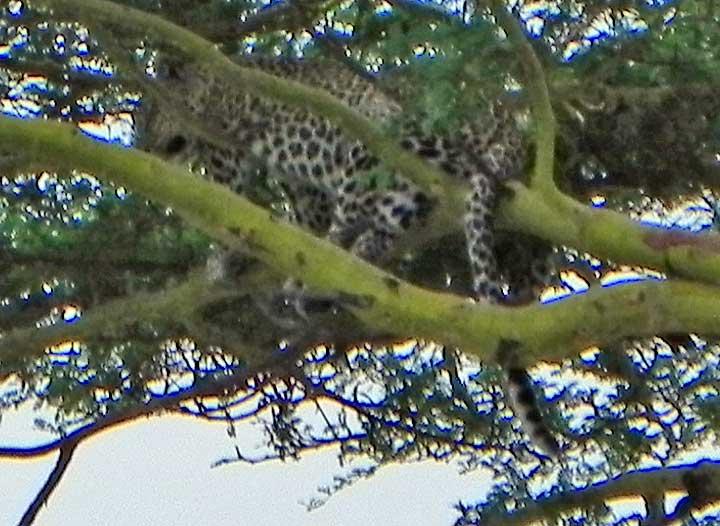 Leopard, Serengeti, Tanzania 0125