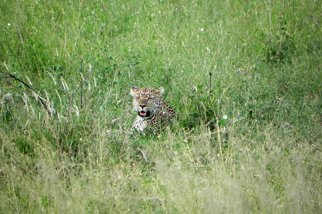 Leopard, Serengeti, Tanzania 0311