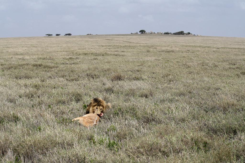 Lion and hartebeest kill, Serengeti 0201