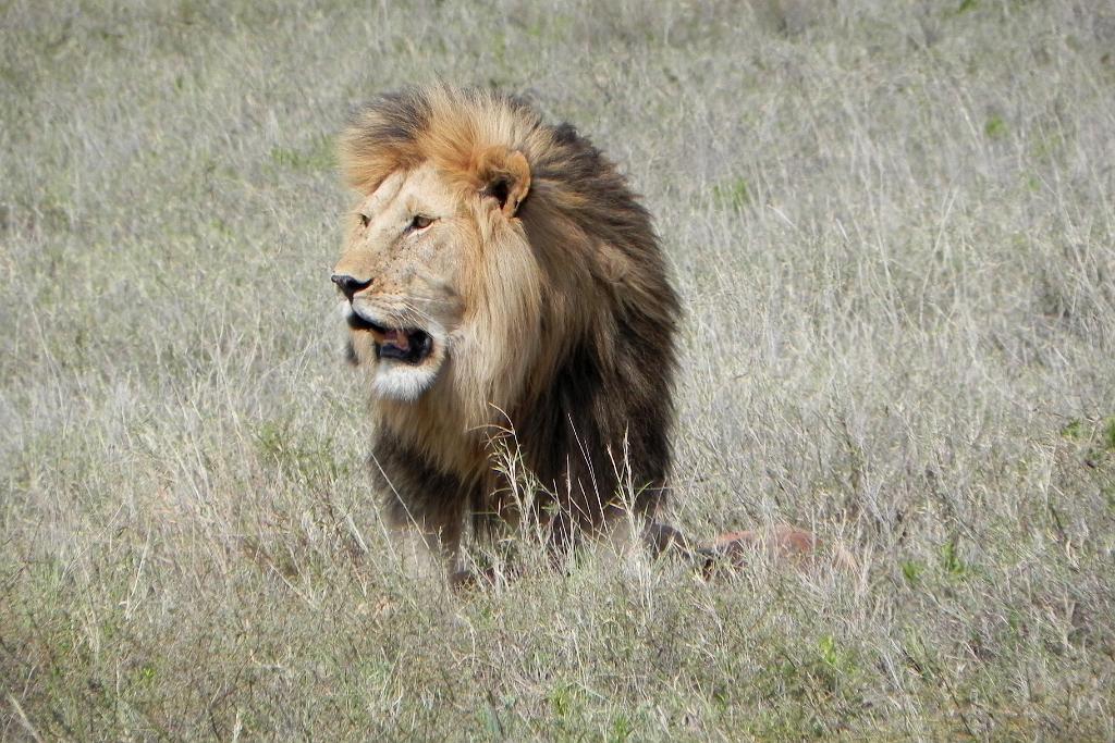 Lion and hartebeest kill, Serengeti 0203