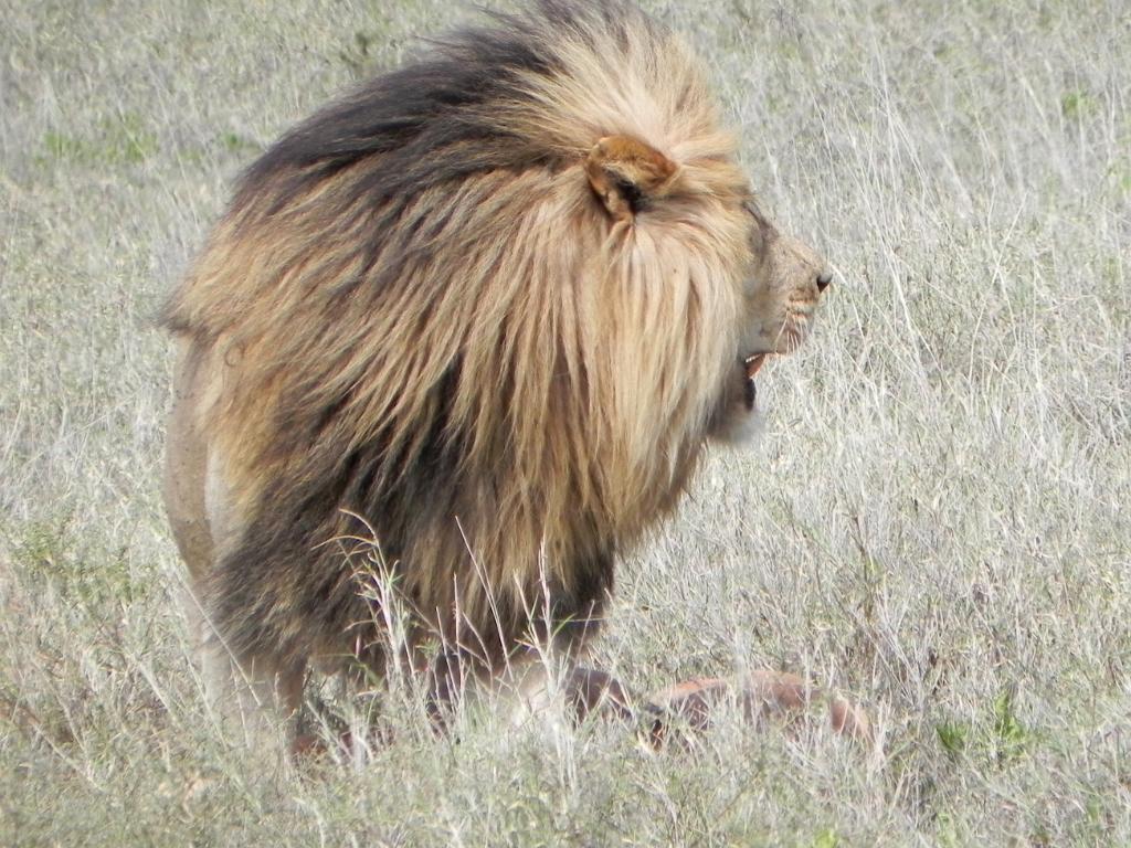 Lion and hartebeest kill, Serengeti 0207