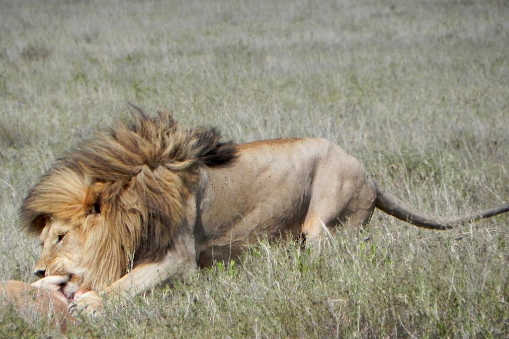 Lion and hartebeest kill, Serengeti 0209