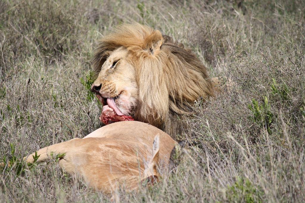 Lion and hartebeest kill, Serengeti 0222