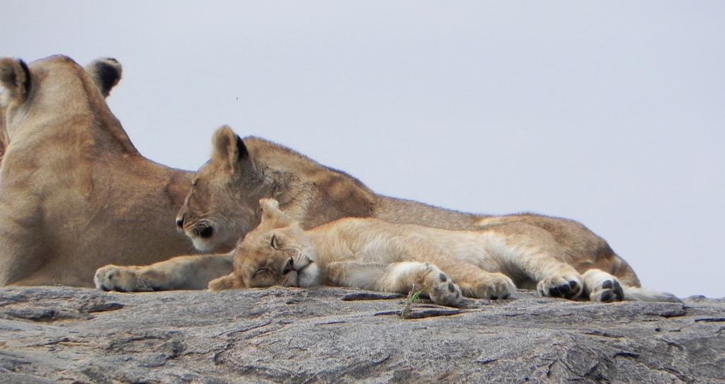 Lion pride on kopje, Serengeti 0231