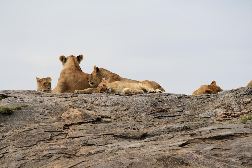 Lion pride on kopje, Serengeti 0237