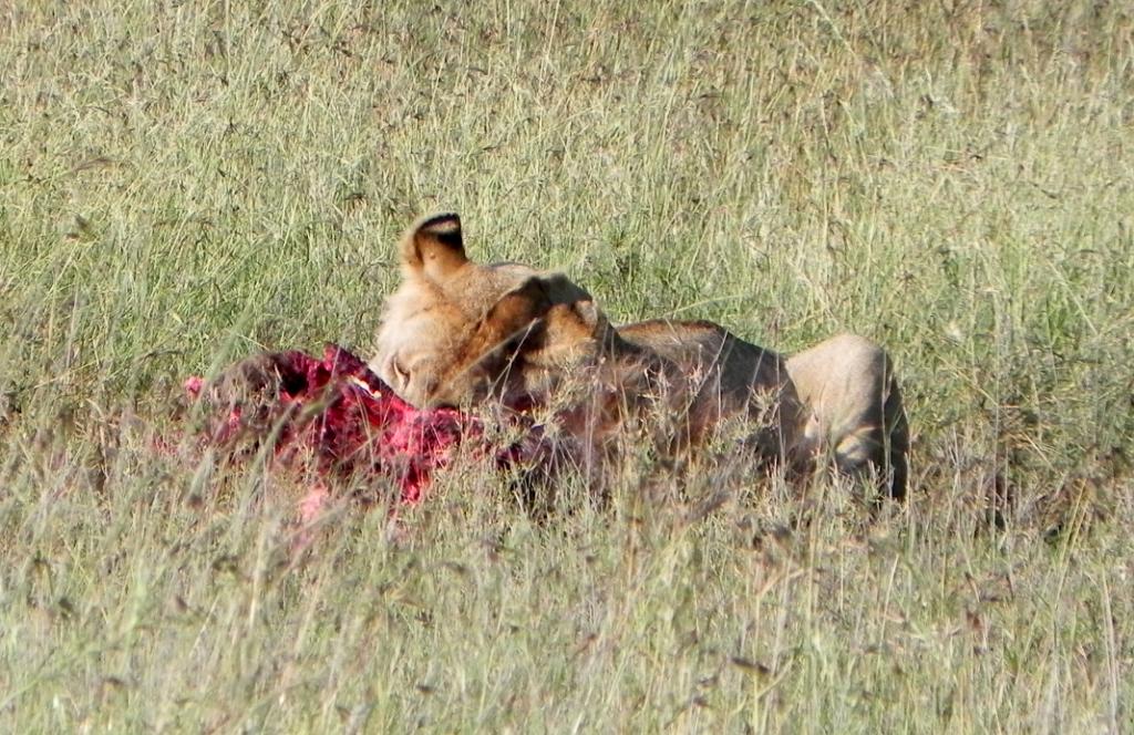 Lion, Hyenas, Serengeti, Tanzania 0185