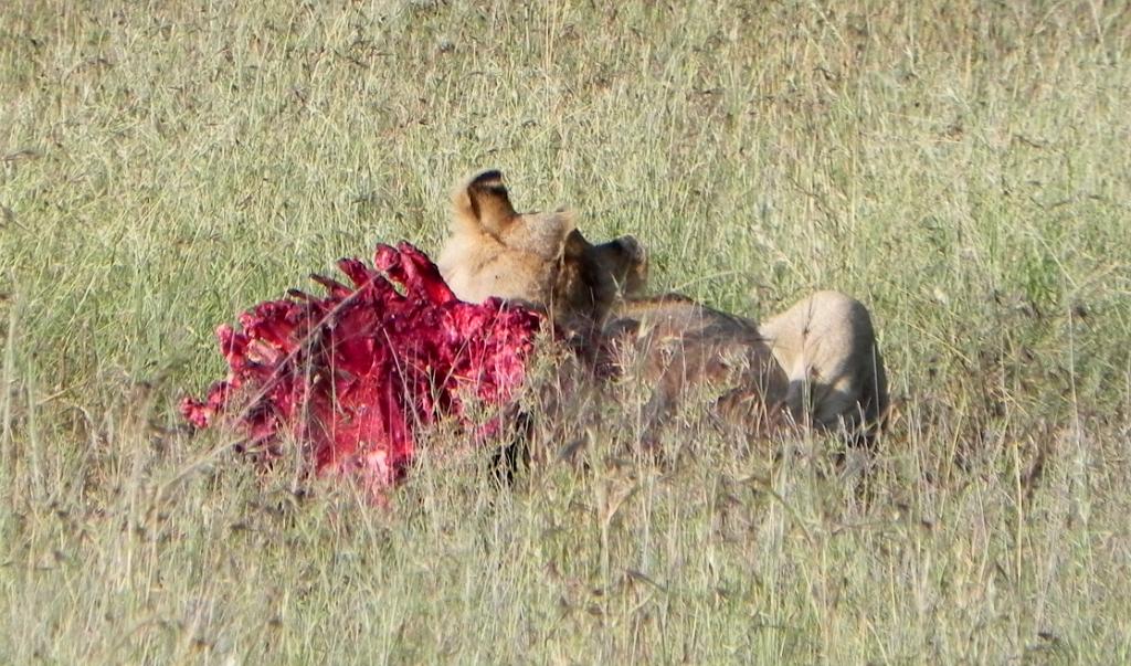 Lion, Hyenas, Serengeti, Tanzania 0187