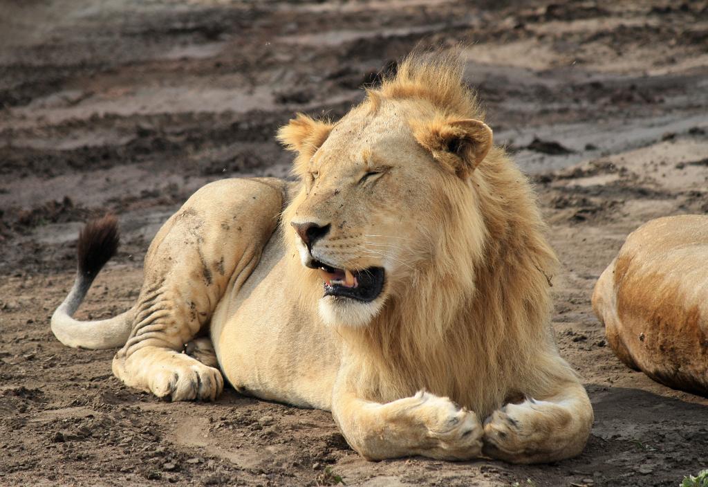 Lions, Serengeti, Tanzania 0041