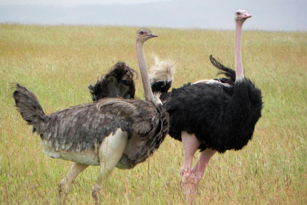 Ostrich mating, Serengeti, Tanzania 0329