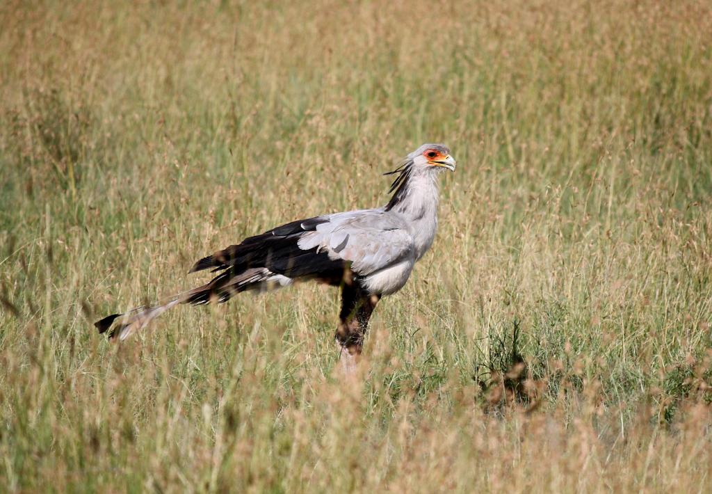 Secretary bird, Serengeti, Tanzania 0365