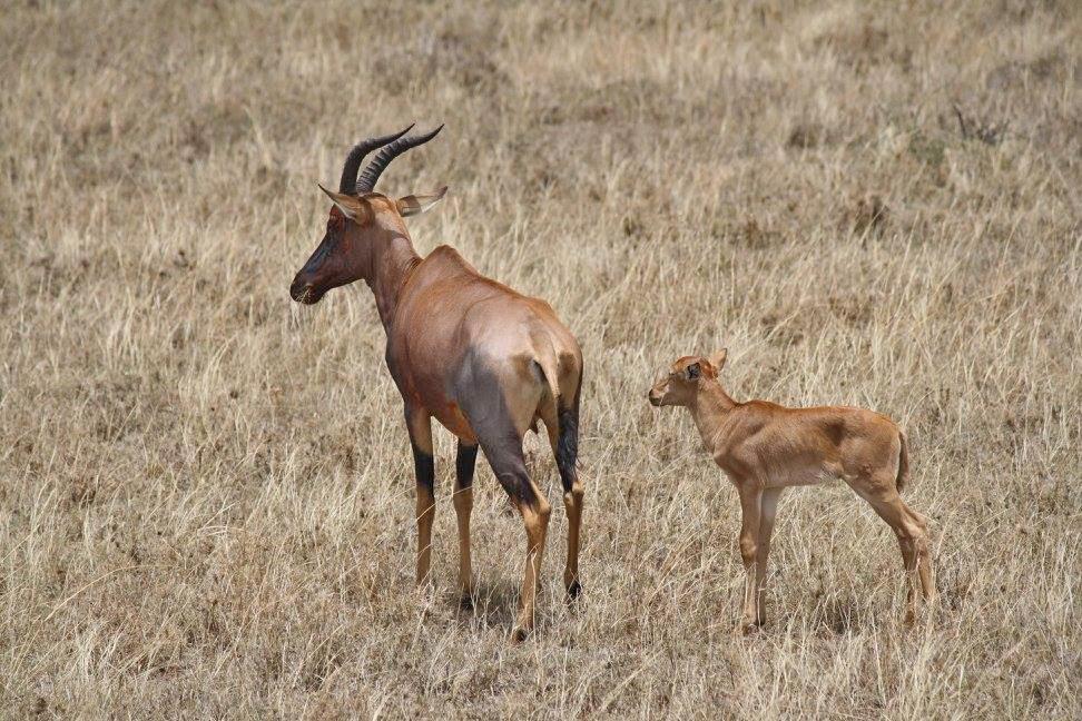 Topi and calf, Serengeti
