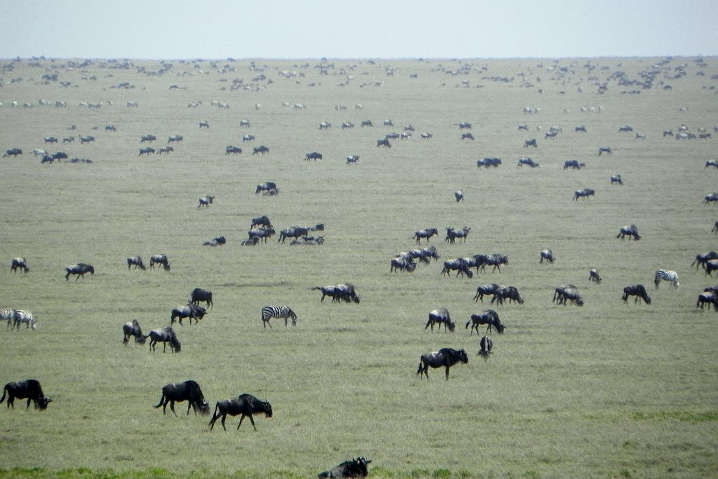 Wildebeest migration February, Serengeti, Tanzania 0273