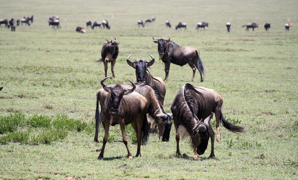 Wildebeest, Serengeti 0285