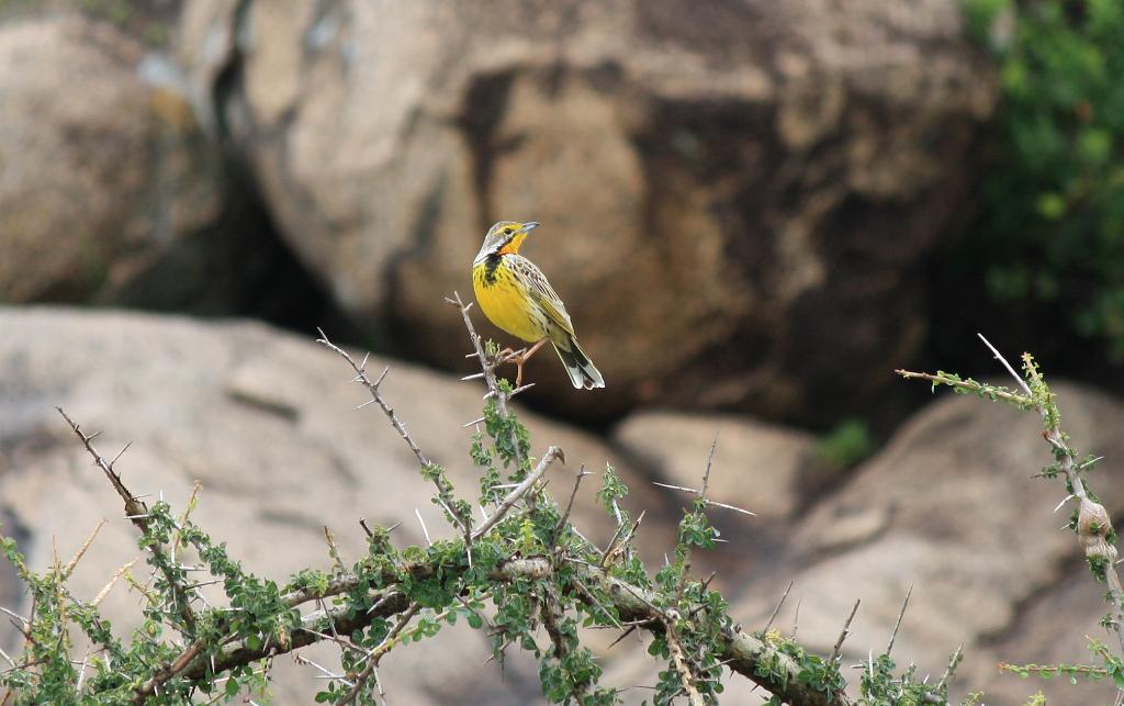 Yellow Chested Long Claw, Serengeti 0355