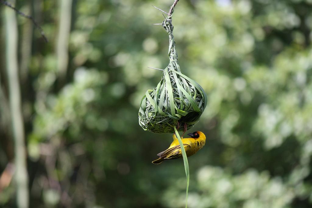 Yellow Weaver, Serengeti, Tanzania 0317