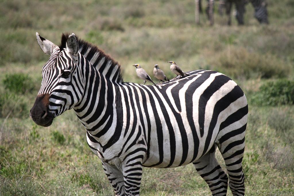 Zebra, Serengeti, Tanzania 0017